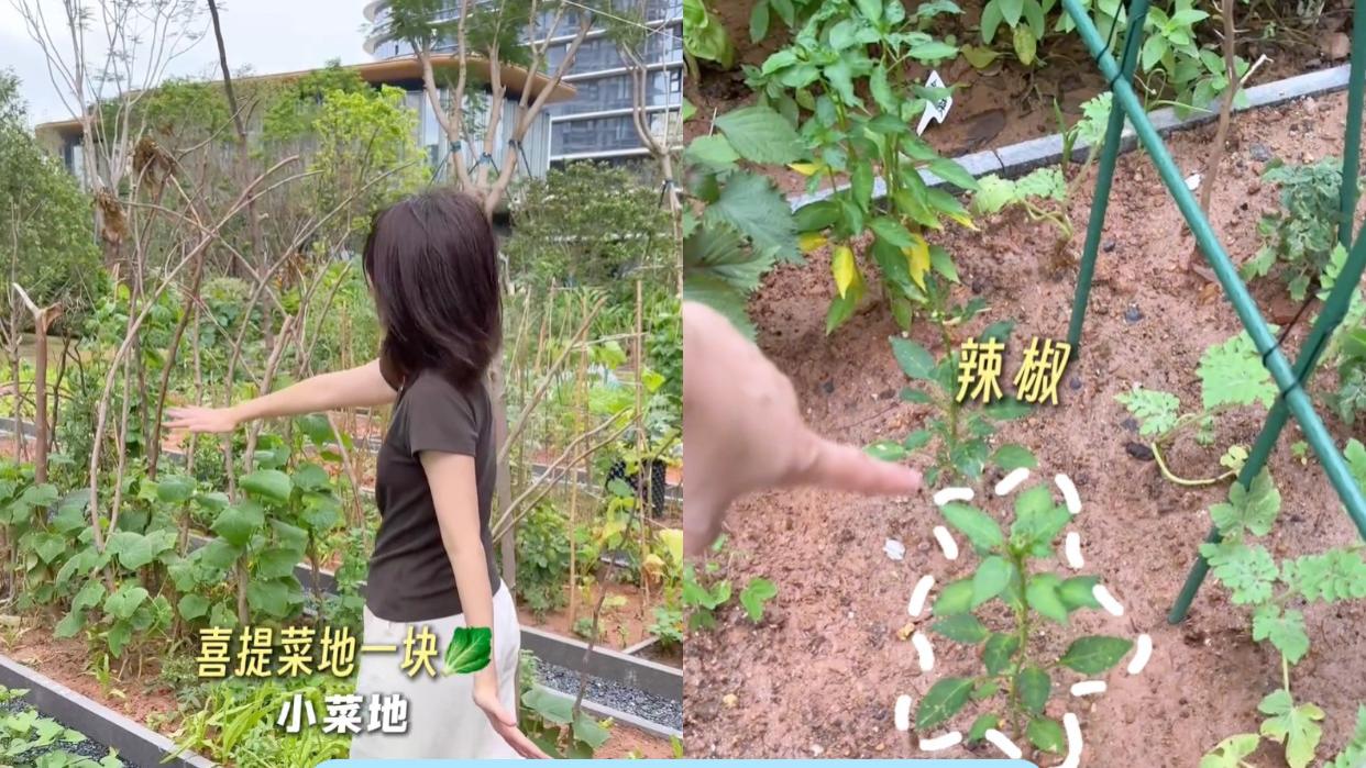 刚毕业就能在城市里拥有一块菜地种菜是什么体验？