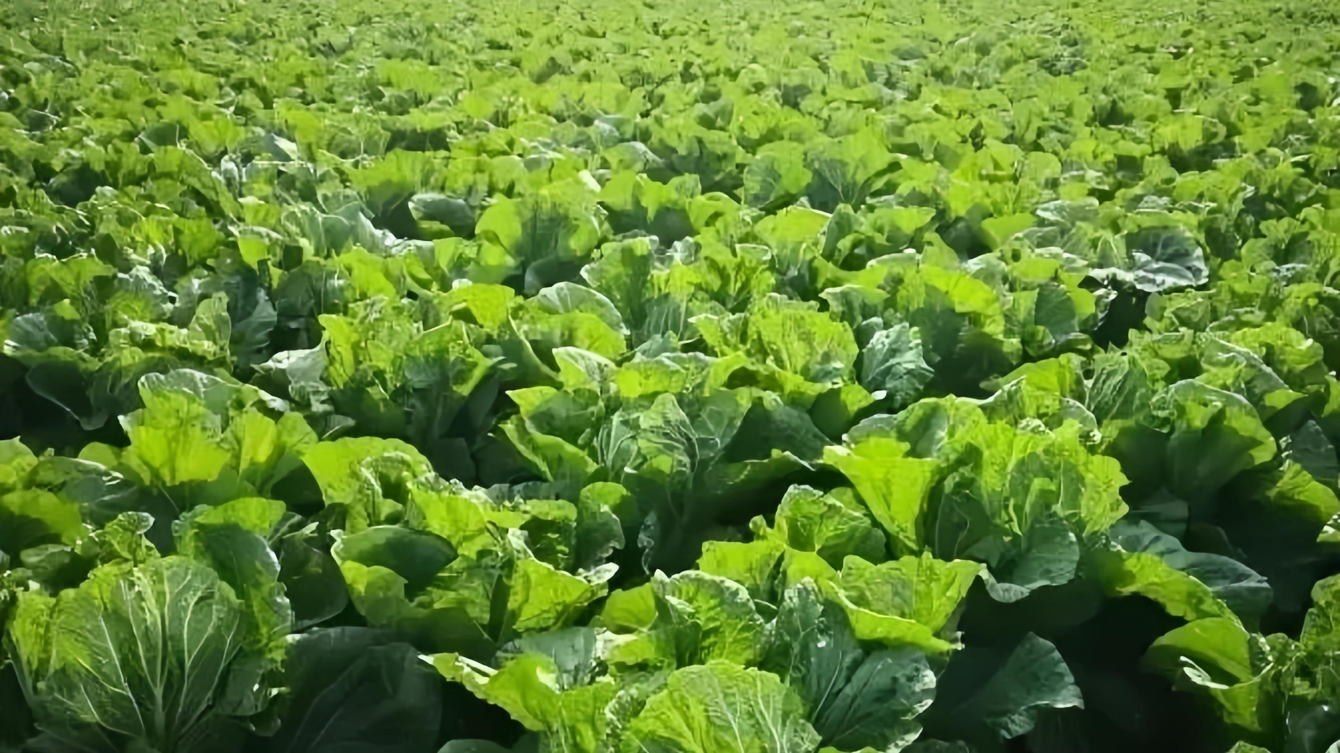 湖北天门毒白菜黑幕曝光！禁用高毒农药，菜农自己不吃全外销，记者揪出元凶