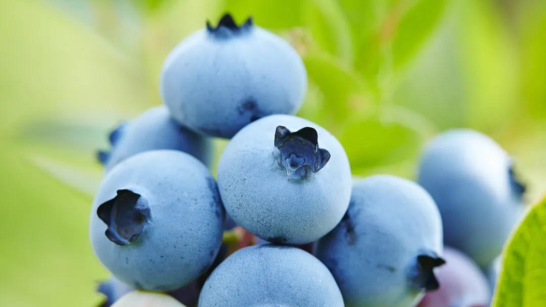 美洲原生花草树-蓝莓