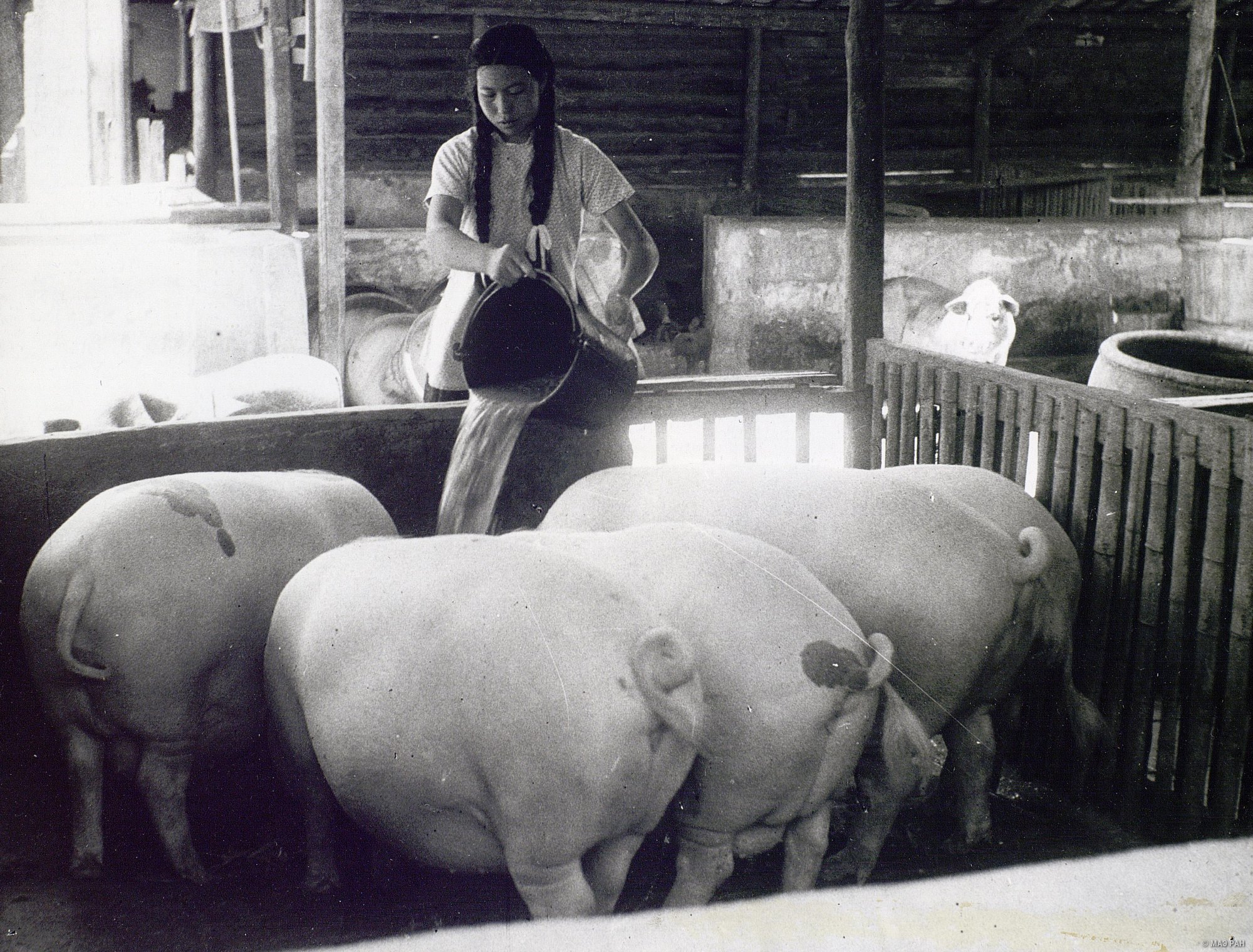 50年代喂猪的老照片。当年的猪肉，可都是正宗土猪肉啊。