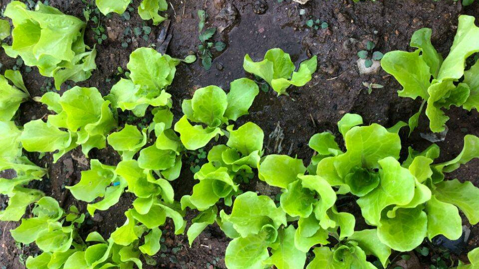 今日惊蛰节气，惊蛰可以种哪些菜？这8种蔬菜正合适