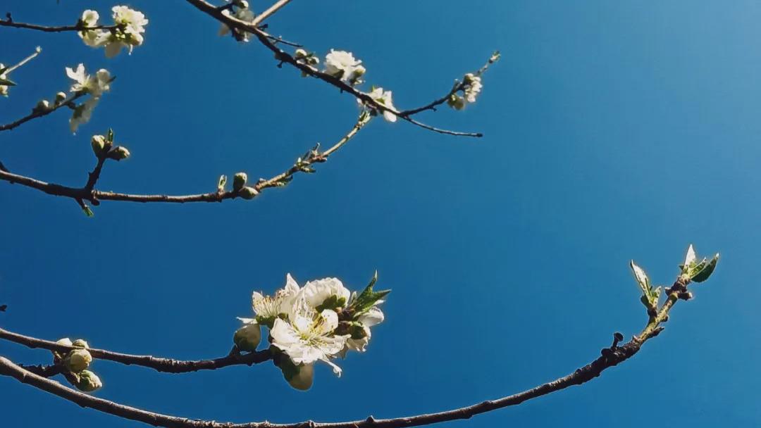 随笔：雨水至，春有期，顺问春安