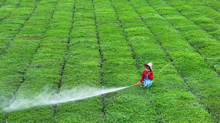 江西泰和：夏茶管护