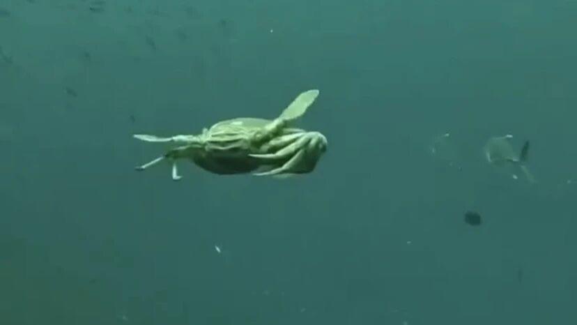 螃蟹在水里游泳的样子，你见过么？别说它还挺可爱的！