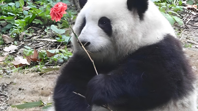 熊猫花花长不高？NO! 其实是祖传的“饭团基因”！