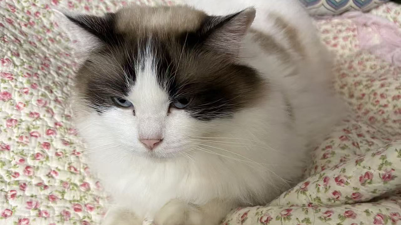 多宠家庭选粮，这几个问题要注意