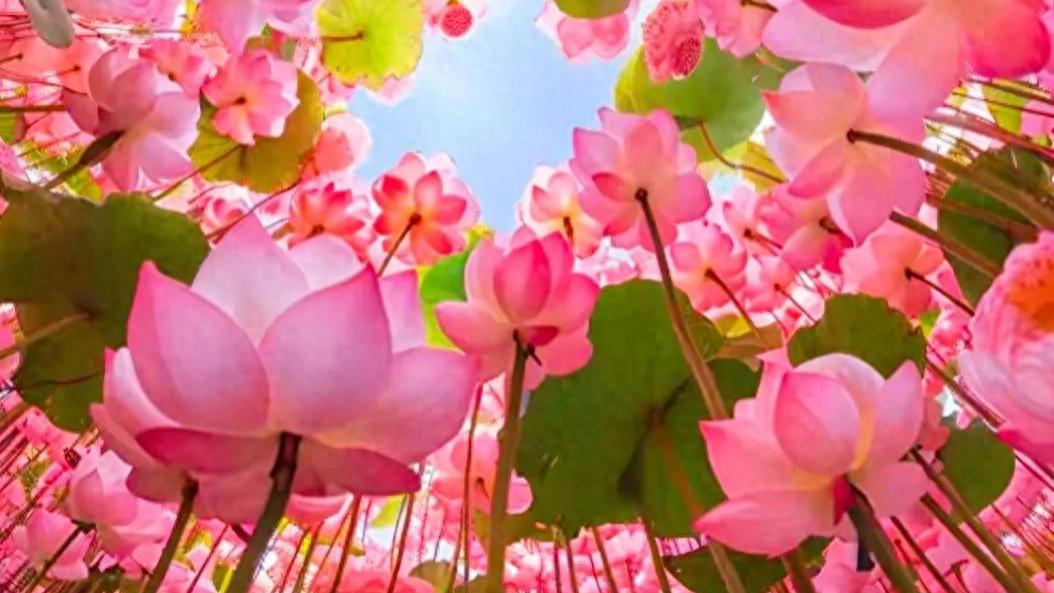 不苛待自己，不强求别人，凡事看开放下，随心随意随缘