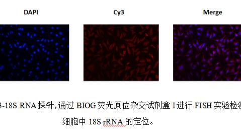 如何提高荧光原位杂交（FISH）实验成功率?