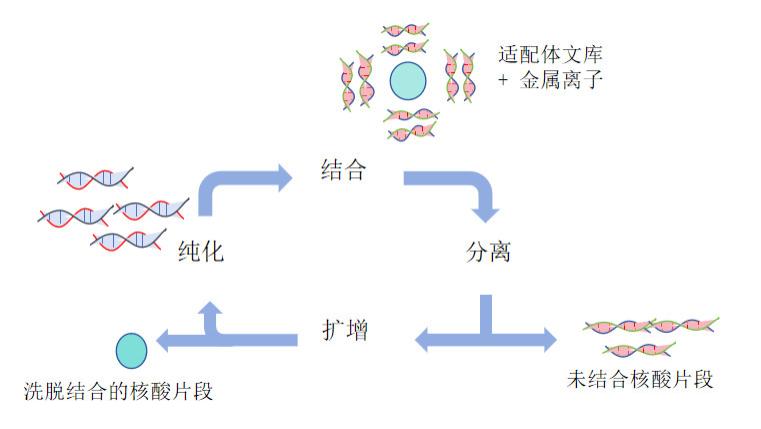 适配体探针：金属离子精准识别与痕量检测新范式
