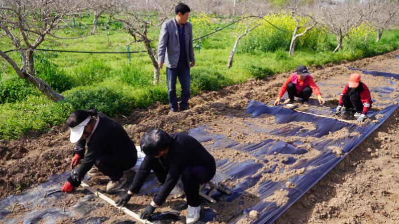 春管正当时 石榴产业“链”起致富路