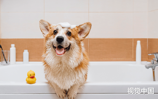 连续十几年春节，狗狗都陪他去领导家拜年，今年领导退休他不想再去，腊月29这天却发现狗狗独自出门了