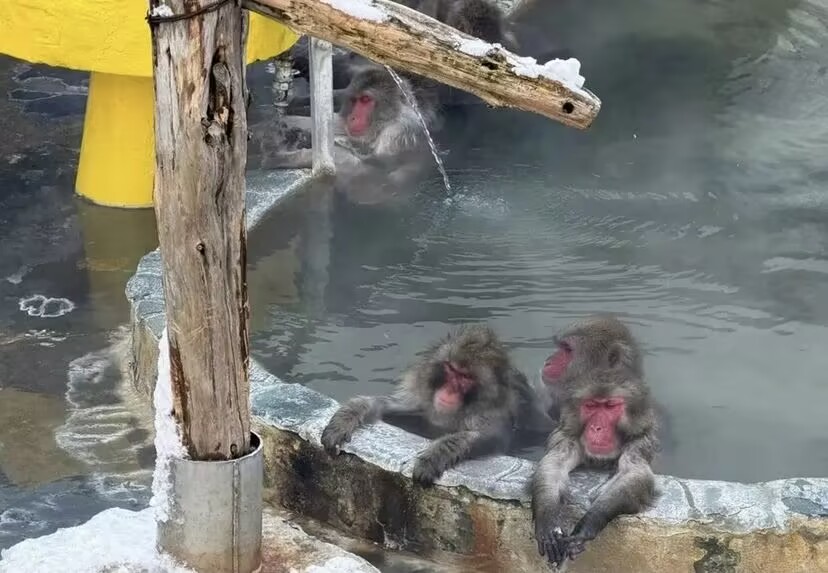 猴子也会泡温泉温泉么？还是一群猴子在泡，这脸比屁股都要红