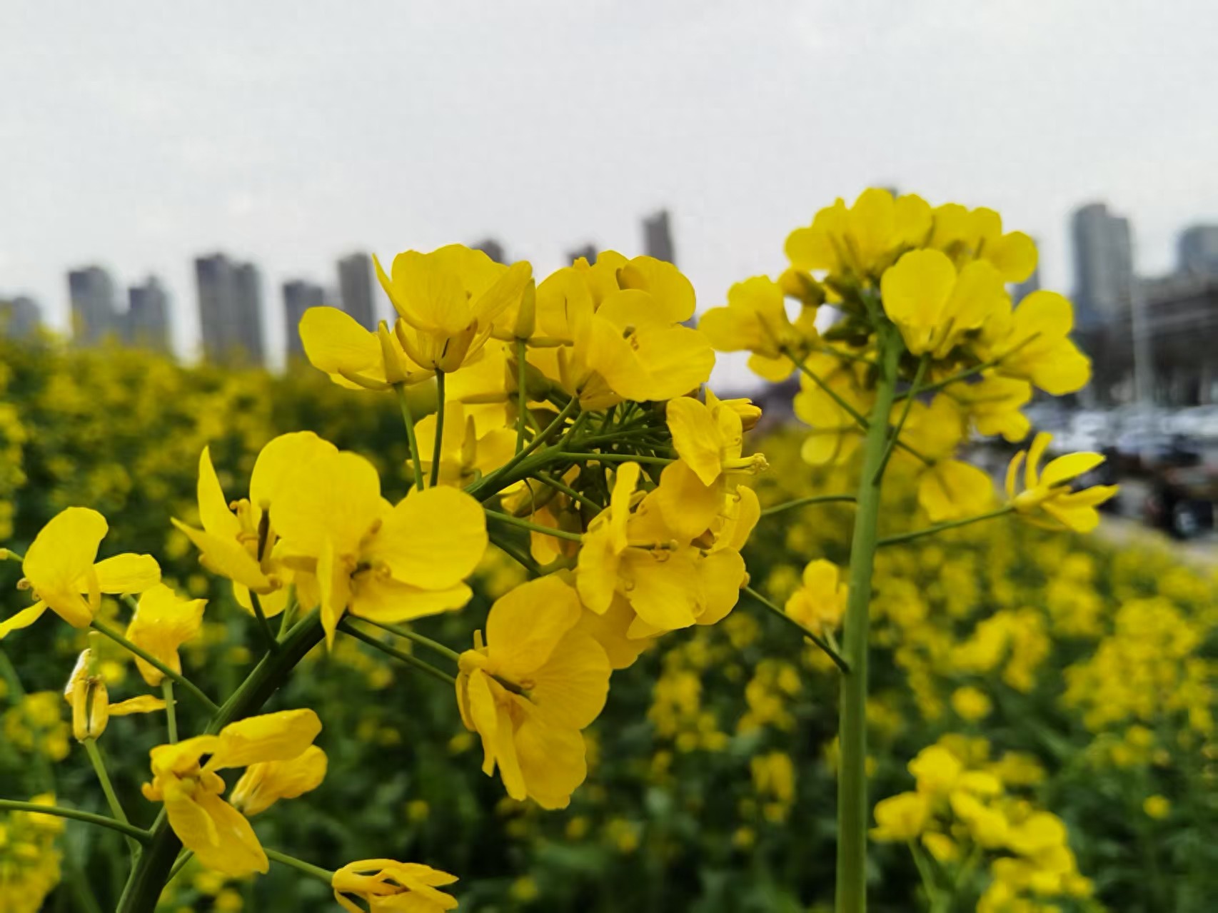 逼孩子学习没用，唤醒内驱力才关键，三招让他从被动变主动