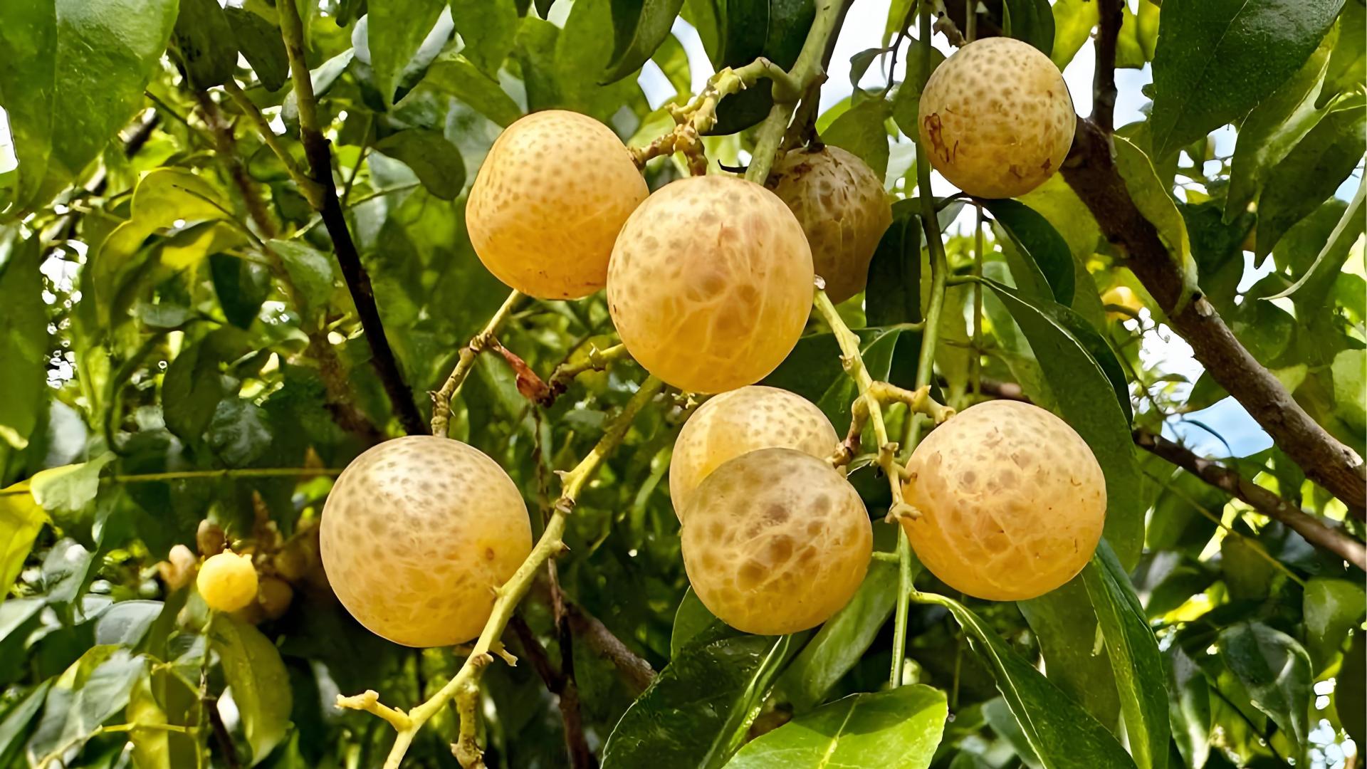 广西有一种小众水果，许多人从来都没有见过，它竟还能制作成独特的烧烤果酱