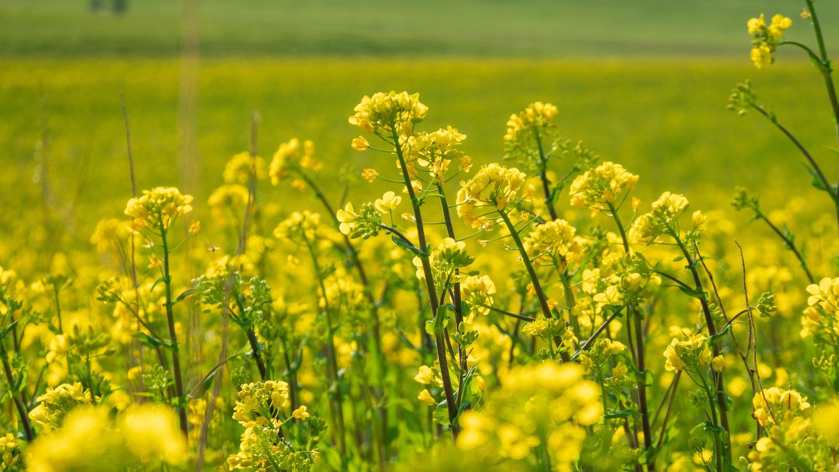 汪缘堂谈宫位疆域划分：家里/家外