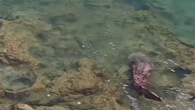 57斤1.5米长娃娃鱼长江边现身！曾卖10万天价，为何现仅每斤30元？重庆长江边惊现1.5米娃娃鱼，