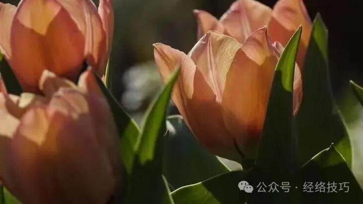 湿气重的人，睡前用一把盐，坚持15天，温和舒缓老寒湿