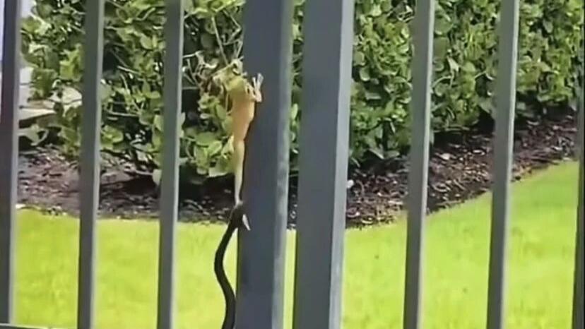 一只青蛙出门溜圈，差点就回不去了，因为它被蛇咬住后腿！