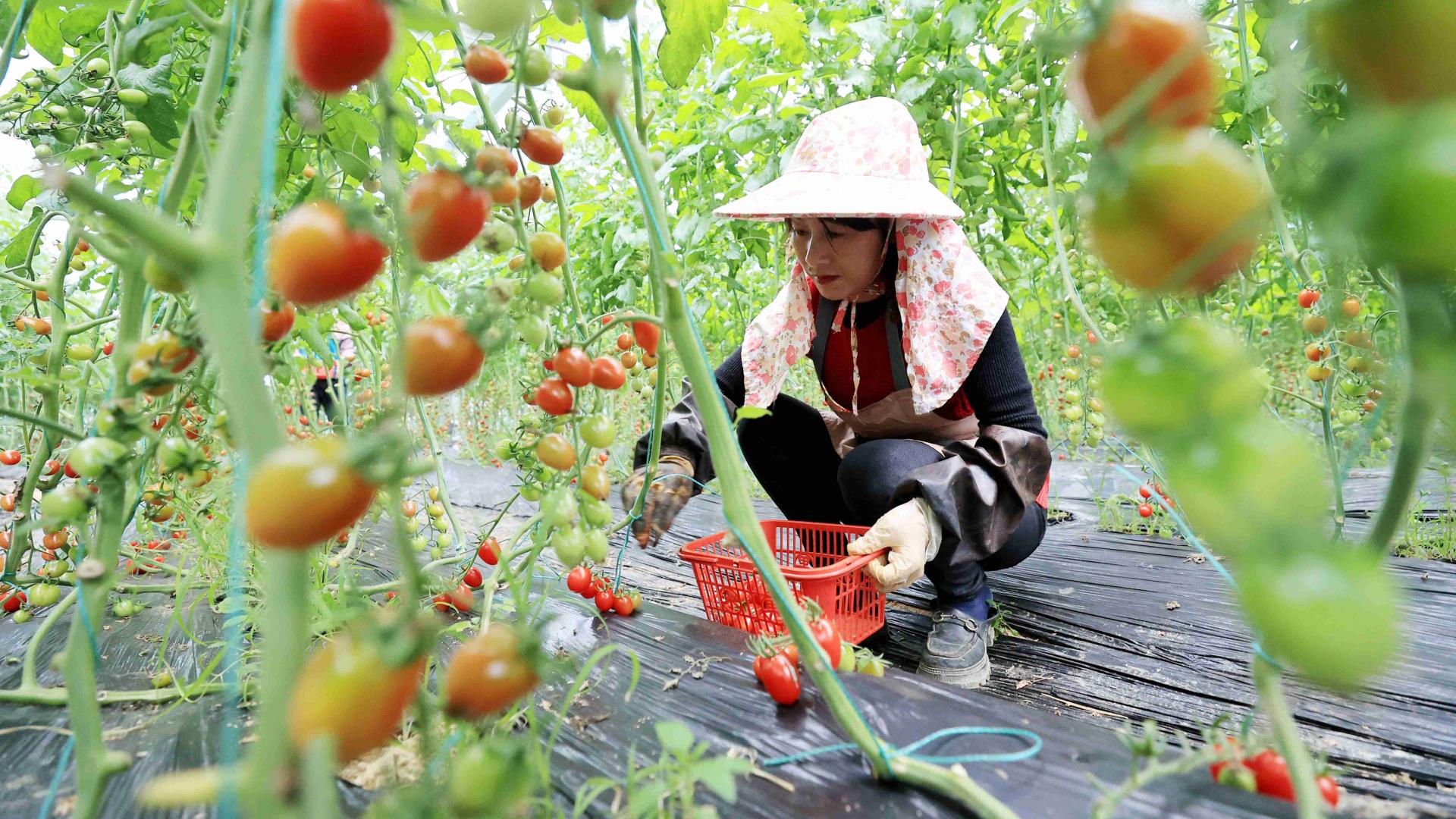 春分时节  农事很忙