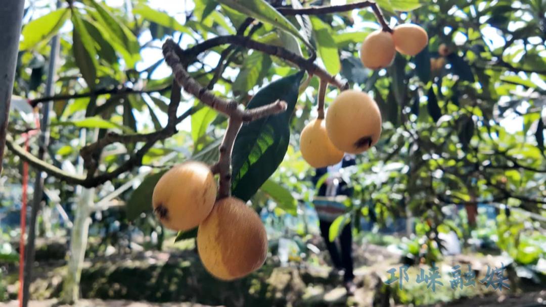 邛崃和平村千亩枇杷迎丰收