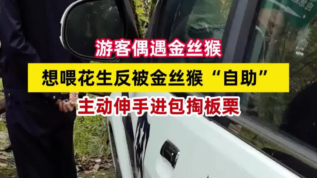 游客偶遇金丝猴，想喂花生反被金丝猴“自助”，伸手进包掏板栗