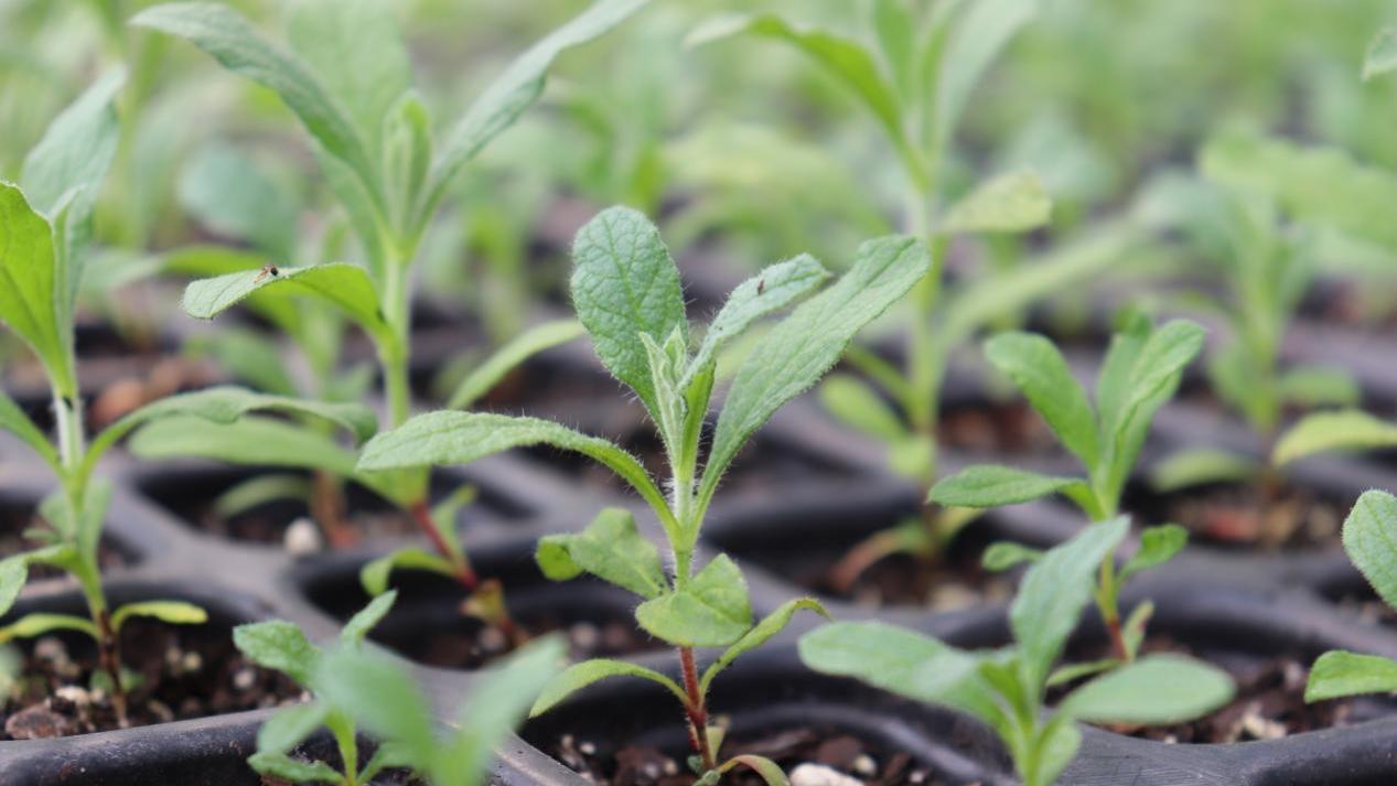 微生物菌剂重塑土壤生命力