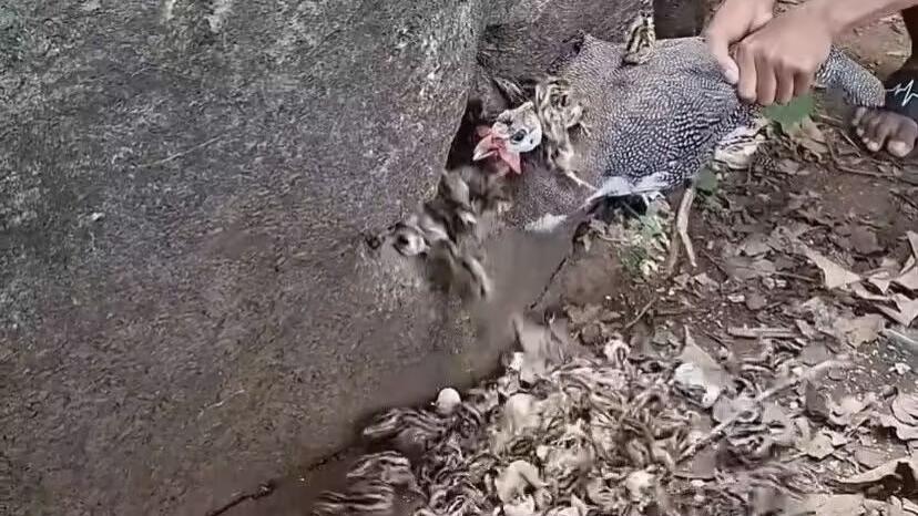 珍珠鸡：别在扒拉我啦，好不容易才把幼崽藏好！