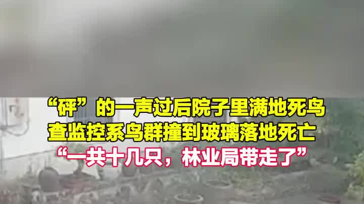 群鸟撞击居民家窗户落地死亡，屋主：一共十几只，林业局都带走了