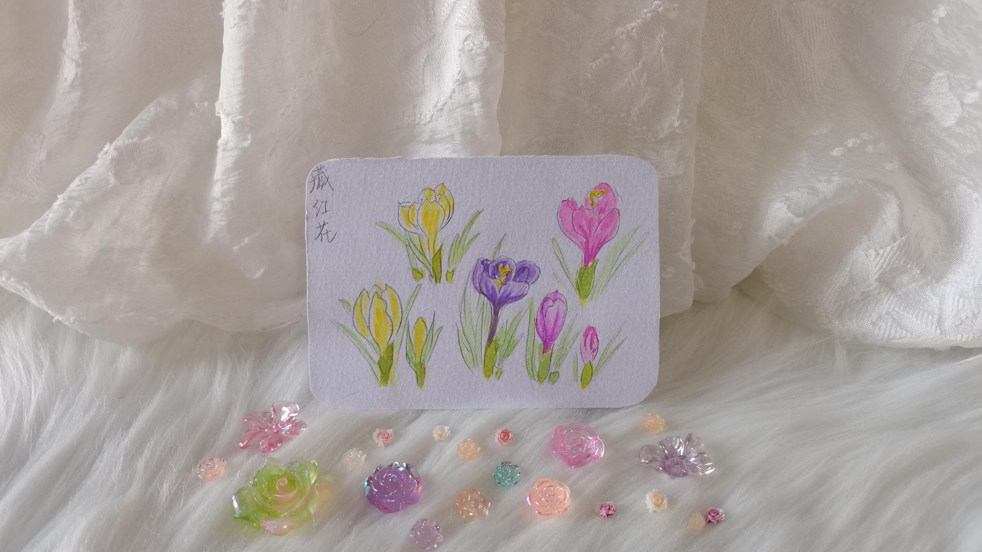09 番红花（果花甘09）