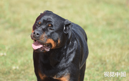 2026年养犬新规落地后第一案，罗威纳犬闯进商场伤人，对主人的处罚堪称史上最严