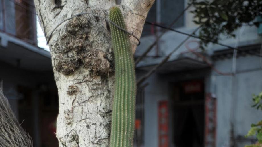 四川一男子，晒“倚树生长的仙人柱”走红，网友：真会找靠山！