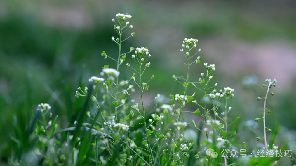 三月三，往锅里扔把这个野菜和鸡蛋一起煮，就成了一道传统的“养肝菜”