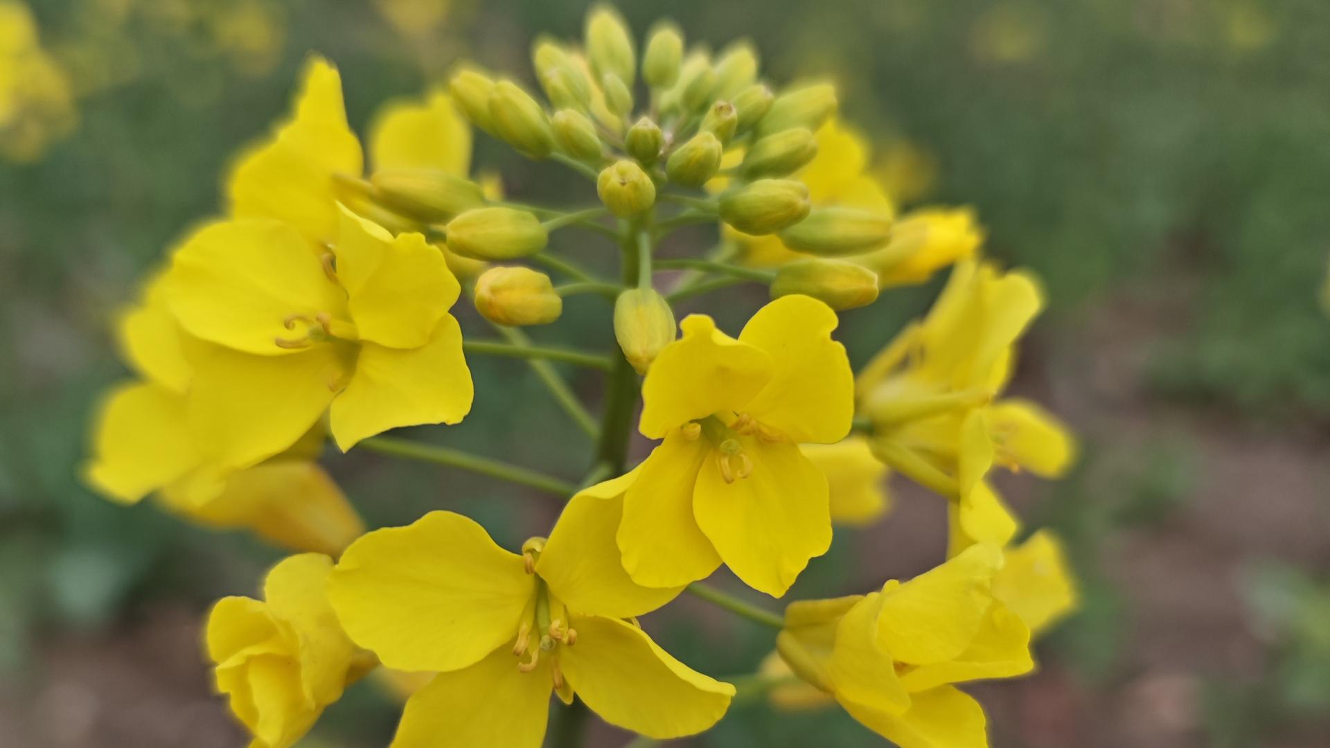 食品安全警钟长鸣：别再轻信路边自种蔬菜！