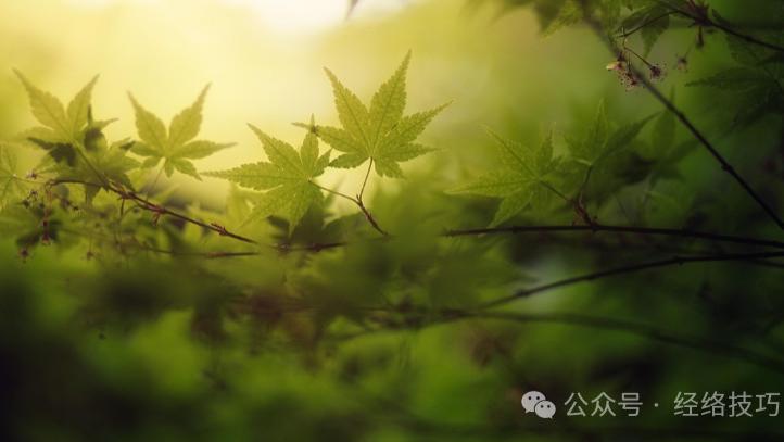 对肝肾都非常好的一碗汤，春天建议多喝，常喝夜里更安稳，精气神十足！