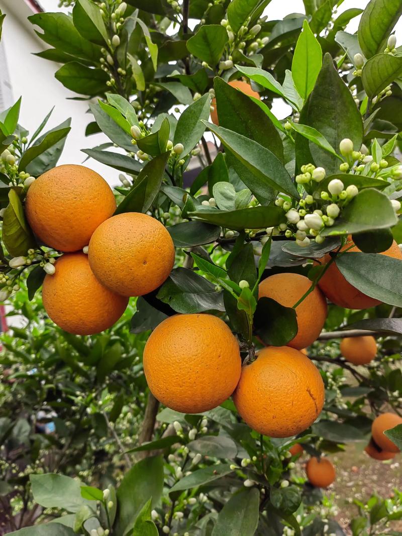 夏日维C美味水果🍊夏橙花式吃法攻略！