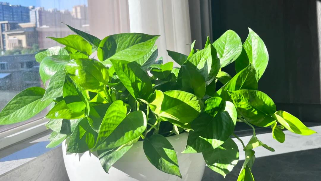 谁说养花费钱？这8种花几块钱一盆，专吸灰尘，家里空气立马不一样