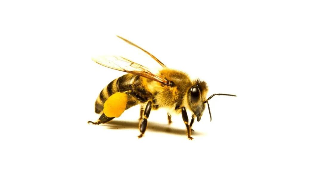 随笔：被困住的蜜蜂