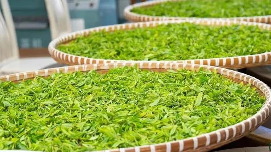 茶叶制造技术是怎么发展起来的?