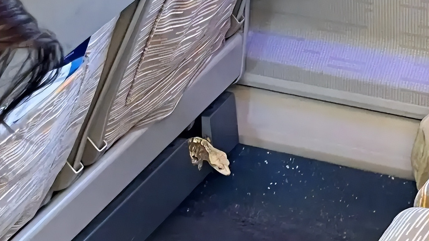 吓坏了！高铁座椅缝隙爬出大蜥蜴，蝴蝶效应：有人要担责了