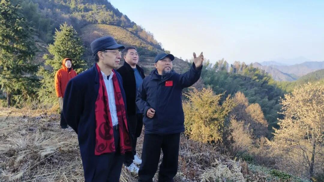 问道黄山，茶承千年！陈放博士一行探访来龙山茶林，共话非遗茶旅新篇