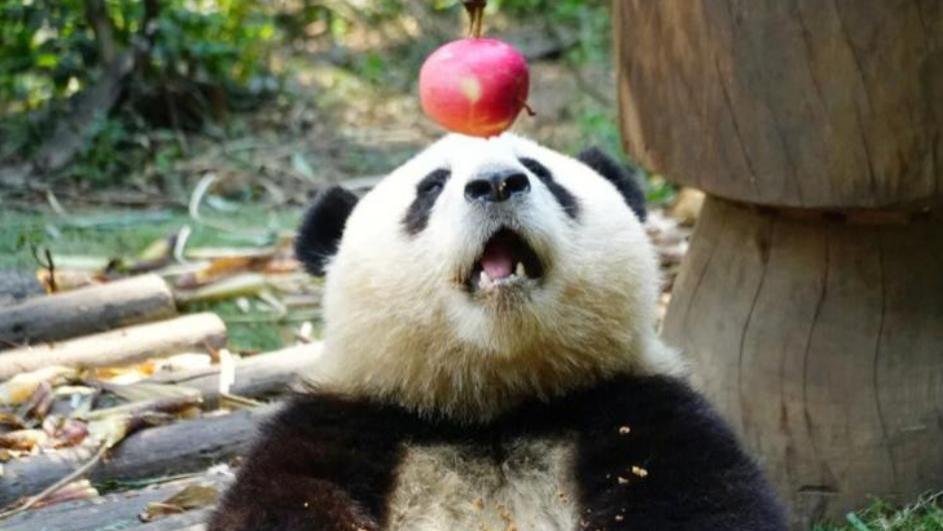 熊猫干饭界天花板！陈圆润：凭贪吃封神，还顺便带火了花花