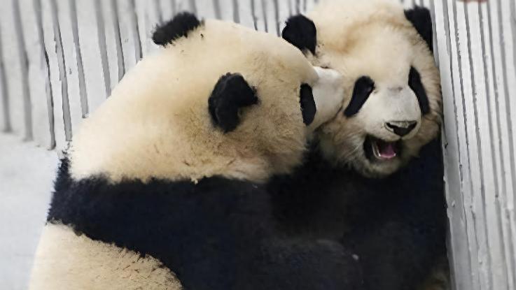 熊猫界的“爱恨情仇”：抢配偶、争地盘，比人类偶像剧还抓马！