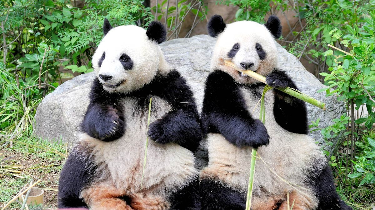 15年，每天5000张照片：一位日本男人与上野熊猫的温情告别