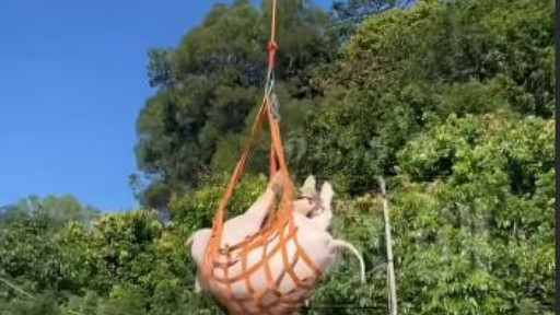 “空中运猪”导致全村断电，无人机成电力安全第四大隐患