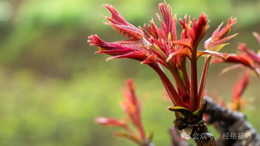 肝很喜欢的3种蔬菜！春天换着吃，给肝减负了，身体更轻松