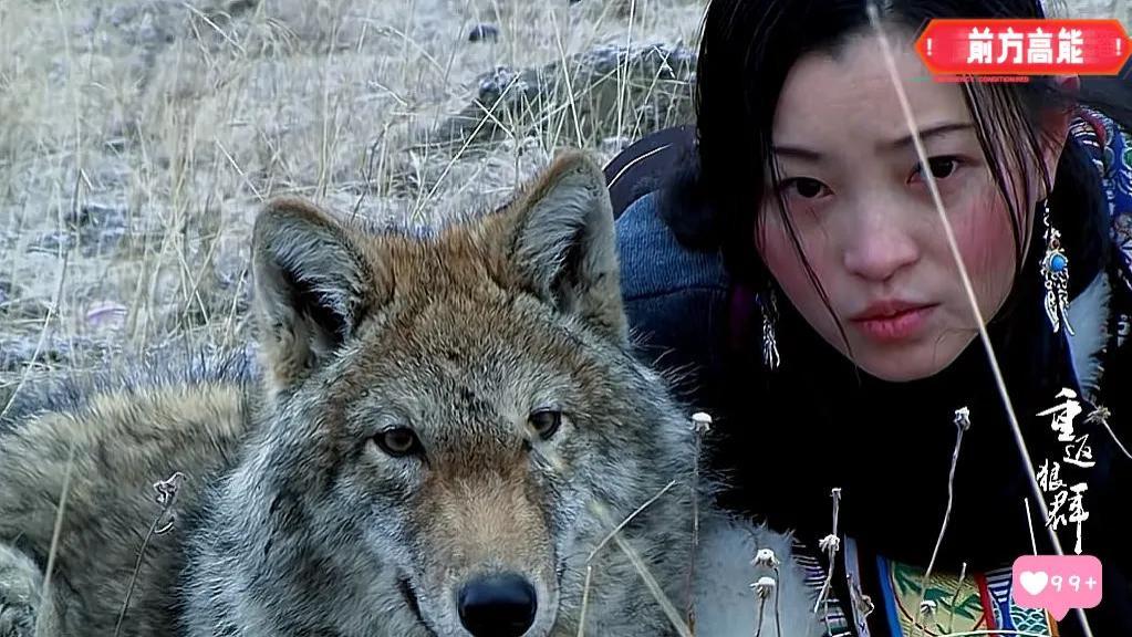 炸锅！《重返狼群》遭疑抄袭《小狮子艾尔莎》？实情又是什么？