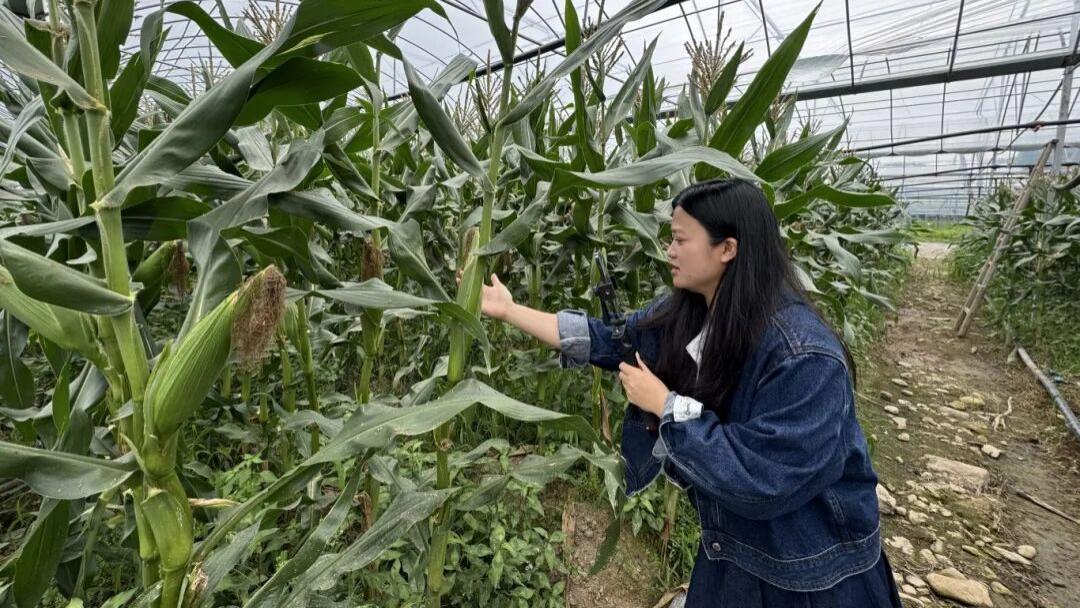 喜获丰收！山区“共富”玉米结硕果