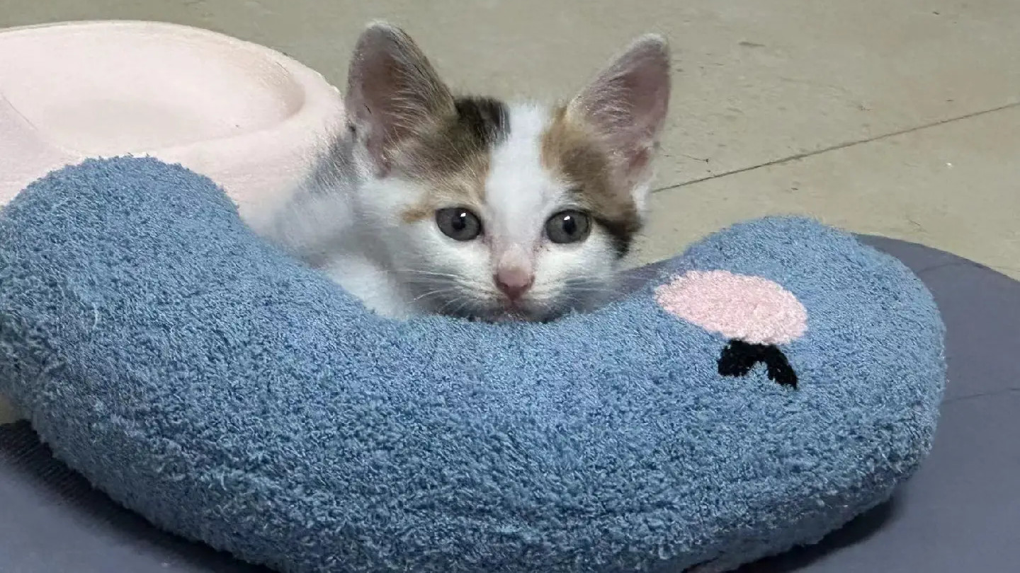 别装了，给我介绍歪瓜裂枣的相亲对象，不就是想拿我做人情吗？