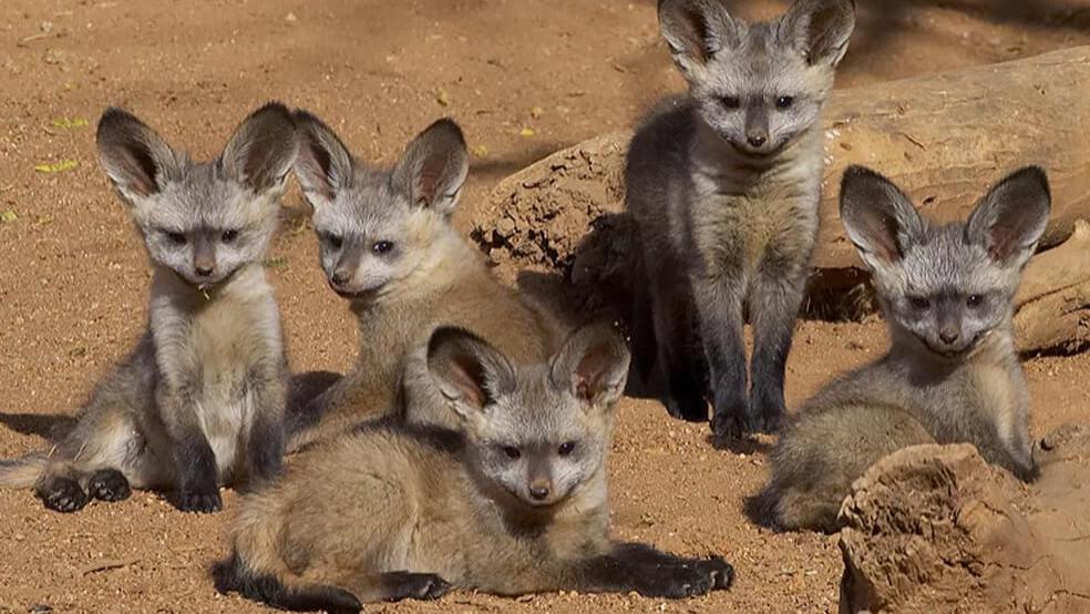 还没断奶耳朵就比头大，这才是真正的“顺风耳”本耳