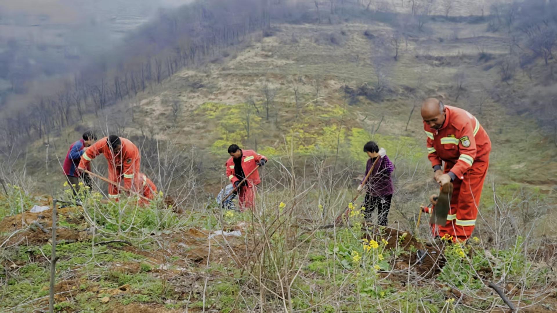 陕州区：300亩连翘变身群众增收“绿色银行”